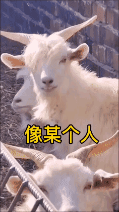 这只羊🐑长得有点小可爱！😊
