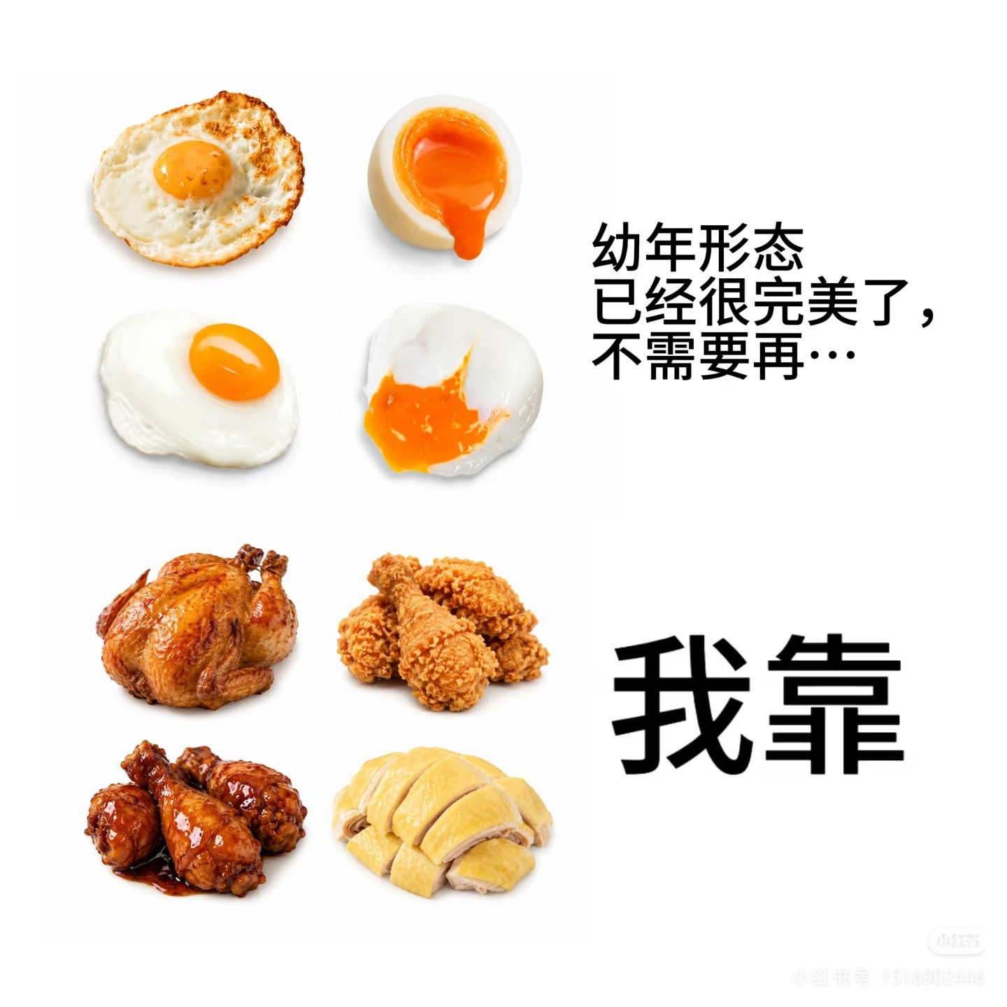 鸡是一种善良的动物，鸡是人类最好吃的朋友，老鸡家满门忠烈