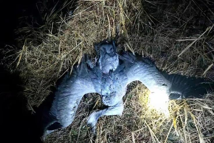 鄱阳湖出事了，志愿者在禁猎核心区摸黑巡护时捡到一包白色颗粒，一验成分是被农业部明