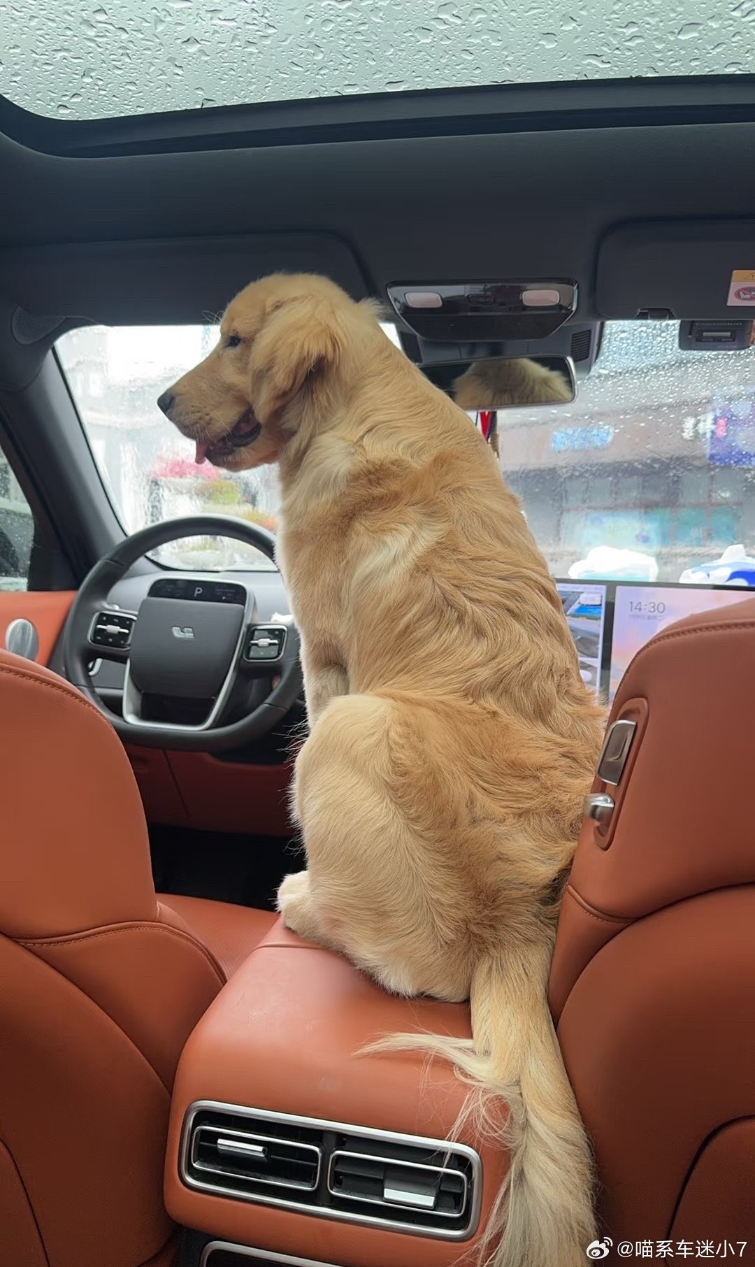 新能源小狗我不太清楚，但我家狗是真的很爱做新能源车每次坐油车根本安静不下来，但只
