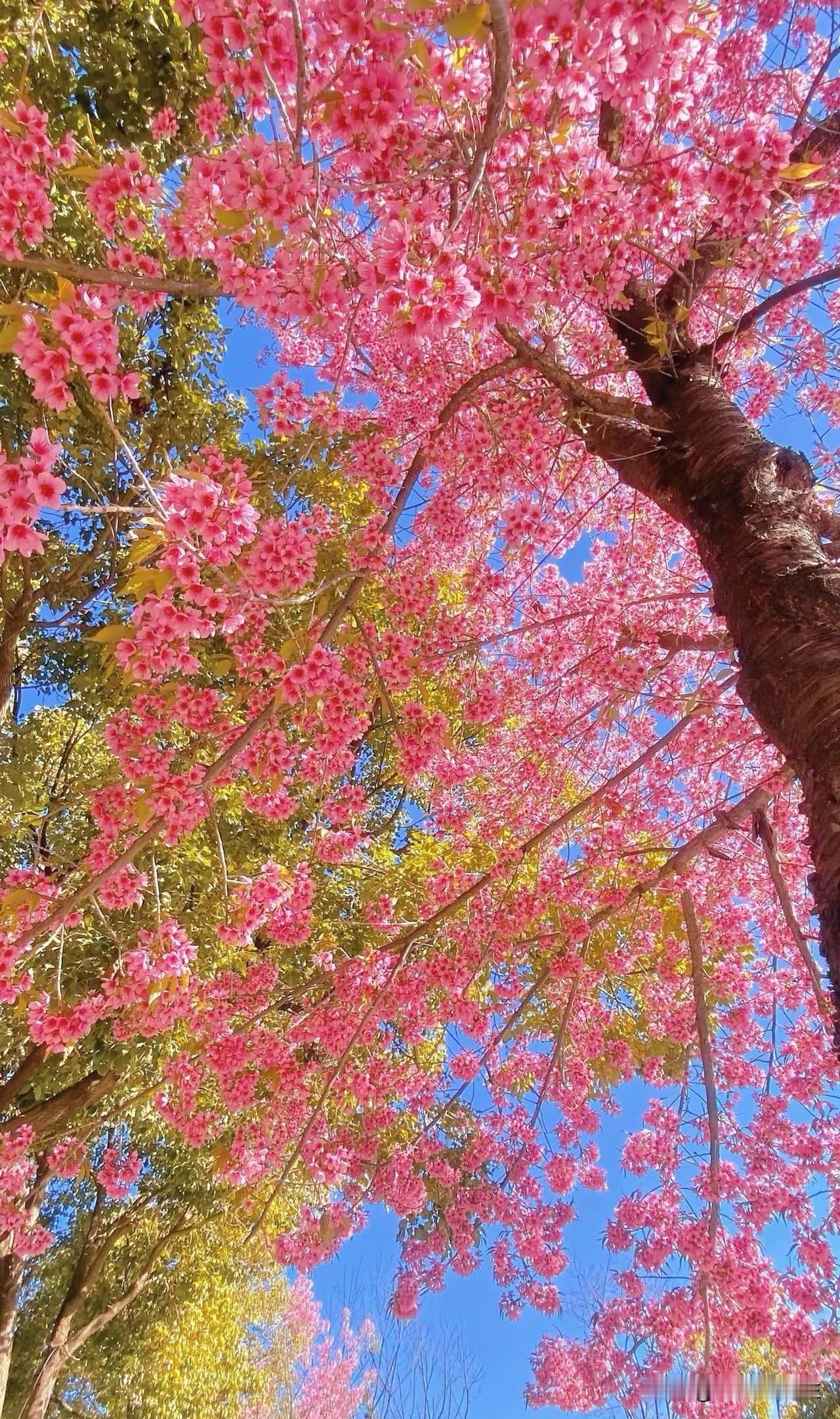 冬天的花分享随手拍摄的树木和花草照片能否分享一张你拍的花卉照片分享一张自