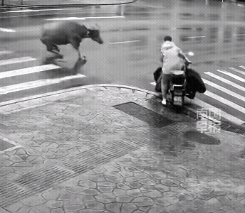 那小伙子，如果不是牛滑倒，肯定挨了！[捂脸哭]