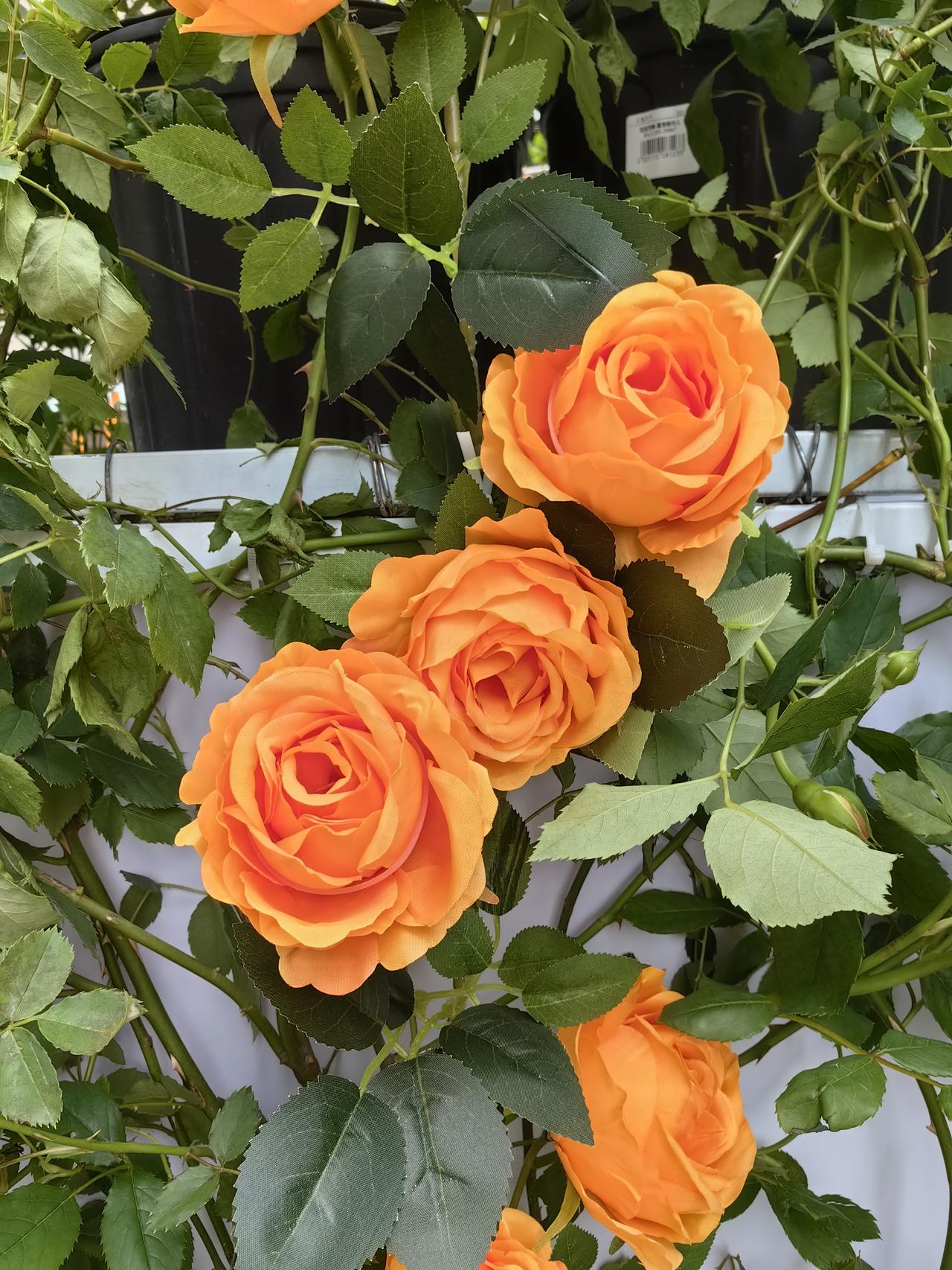 北交所申购新股陪跑人员多真让人费解。平时一只股50万人申购，就7、8万人中签，陪