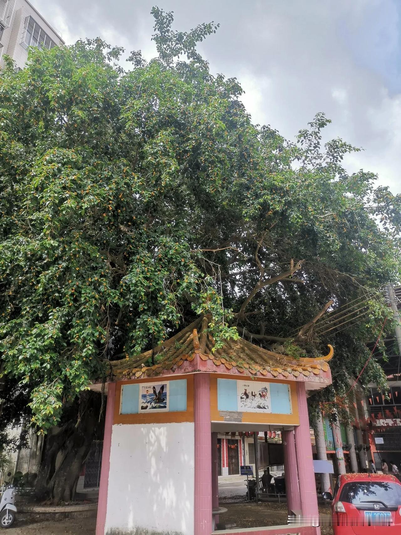 榕树果，熟了