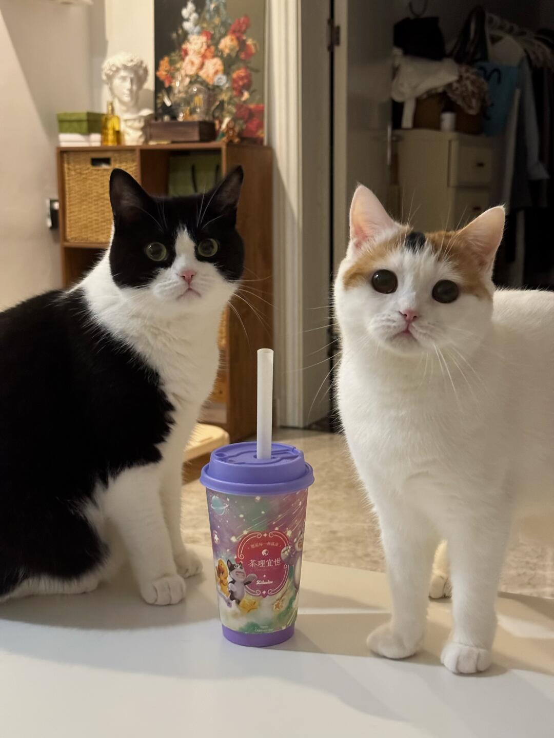 这种小🐱最有心眼子了！