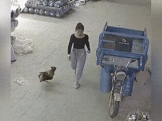 这只鸡欺负小女生习惯了，没想到这次碰到了不怕它的，差点把这只鸡摔死。