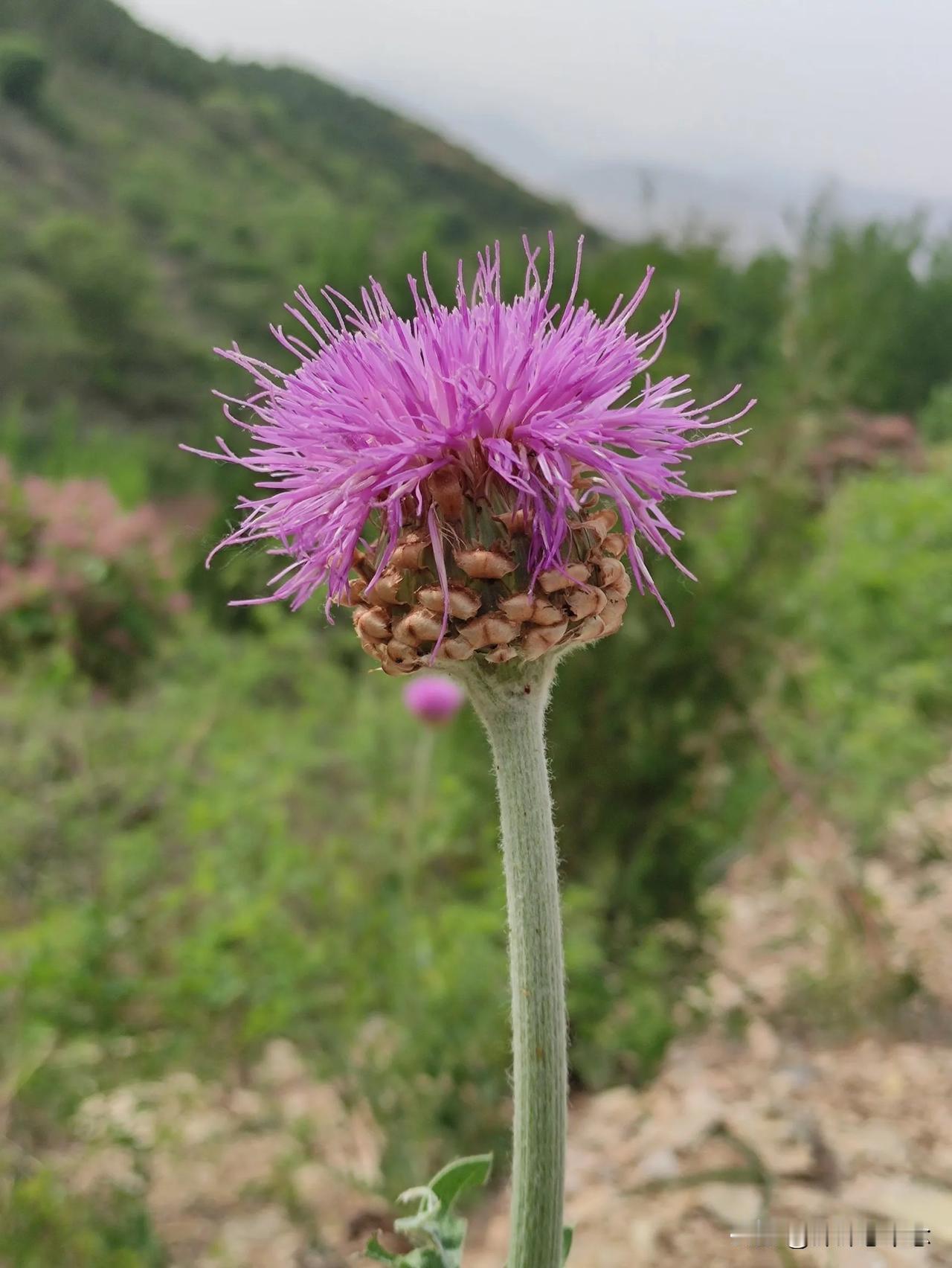 春日生活打卡季大山里的花花草草也很美[比心]