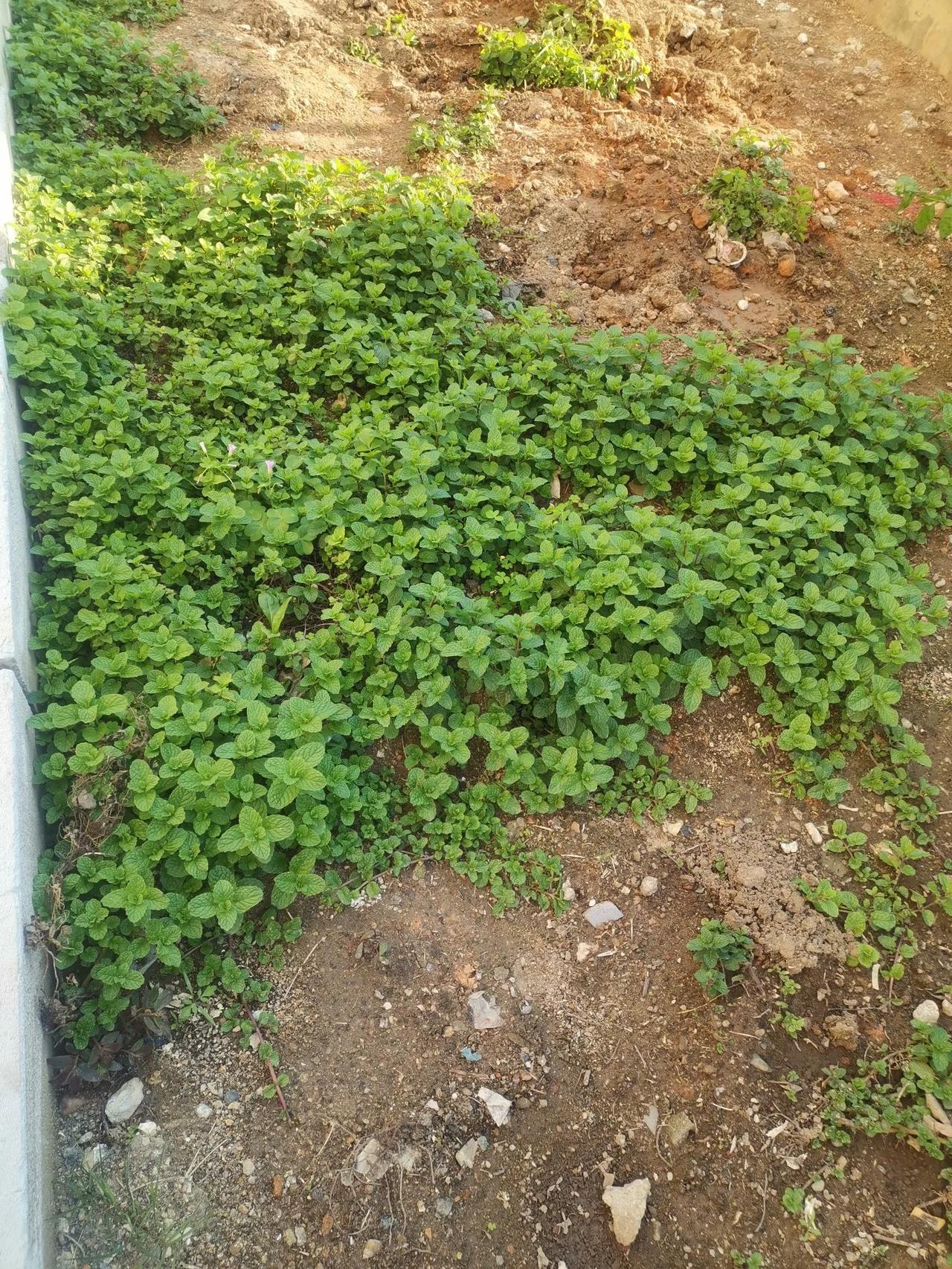 荔枝纯阳，很多怕冷的人喜欢吃。我有个小建议：一定要买熟透了的荔枝，刚刚上市的荔枝