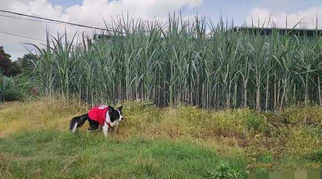 甘蔗一吨才500多块钱，为什么广西那么多地方现在还种着？要知道，甘蔗地里的老鼠，