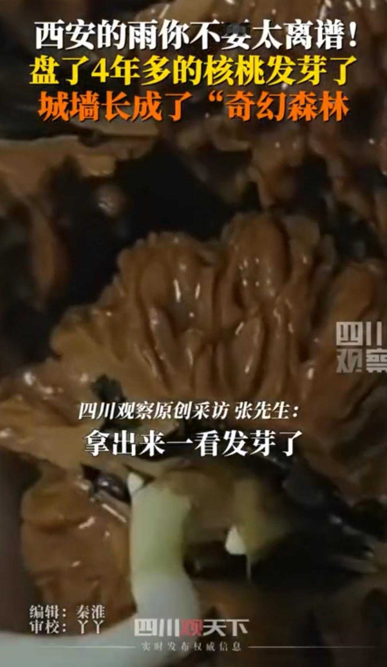 万万没想到！陕西西安，男子把盘了4年的核桃放在窗户边上，本想着晒一晒，可没想到连