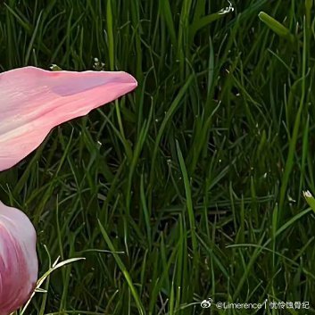 百合花种植教程一、最佳种植时间1. 秋季9–11月（首选）：种球入冬长好根系，经