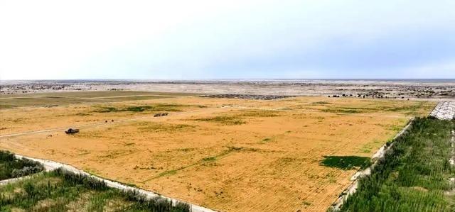 万万没想到，中国工程闹了个大“乌龙”。原本以为在沙漠种小麦产量会很低，不料一亩地