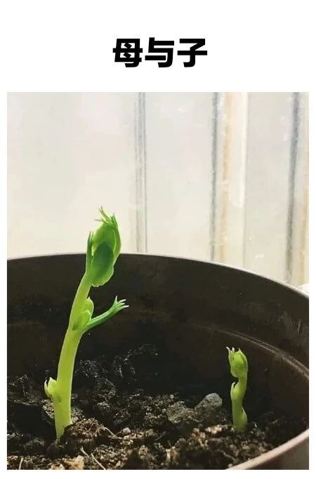非常让人类产生错觉的图片！