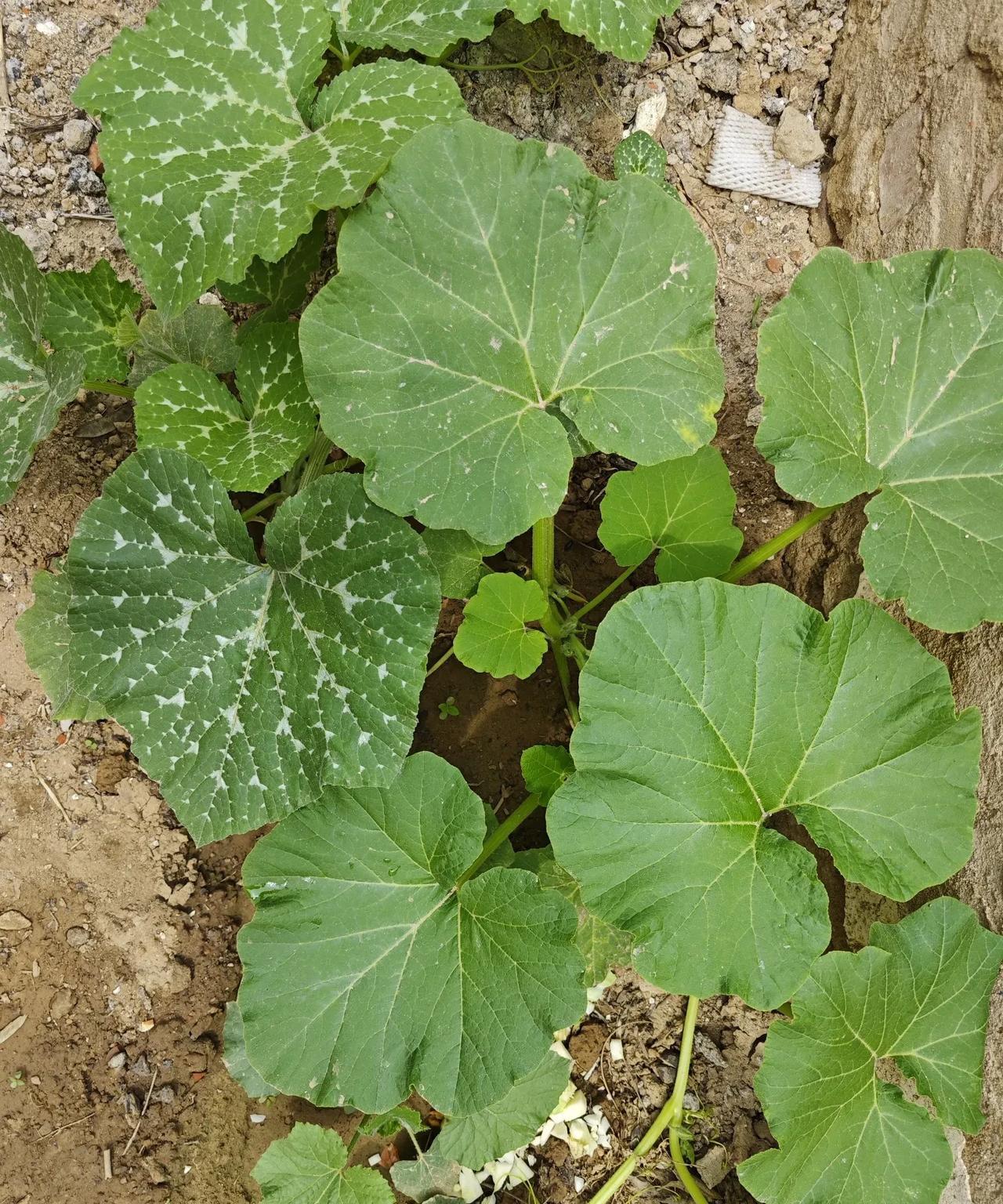 今生今世，我就羡慕我大姨！拿我77岁老妈的话说：“你大姨有福，在你姨父眼里，你大