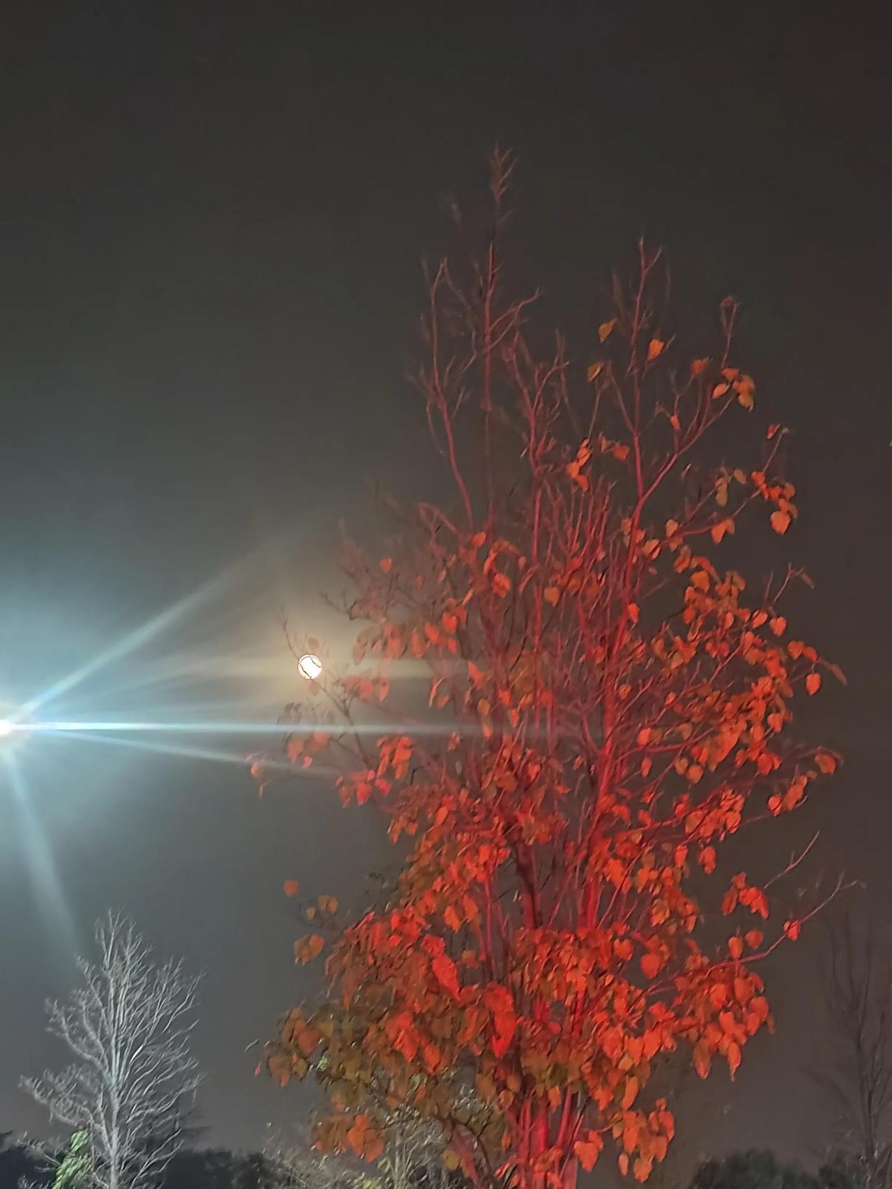 我学校去年高考全校第1名，总分616，语文只考了78分。我们学校的生源确实比较