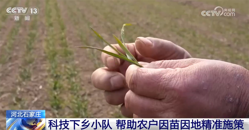 精准施策护航夏粮丰收：各地科技下乡‘追苗情’助力稳产