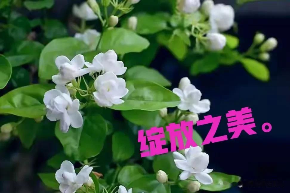 当年滞留农村的女知青，有那么一小部分，他们的命运如何，可圈可点吗？我的一个堂妹
