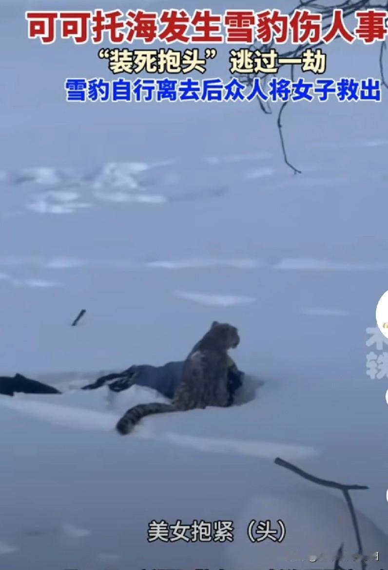 新疆可可托海景区女游客被雪豹咬伤脸，可以说是她自找的，看到雪豹不赶紧远离，还可劲