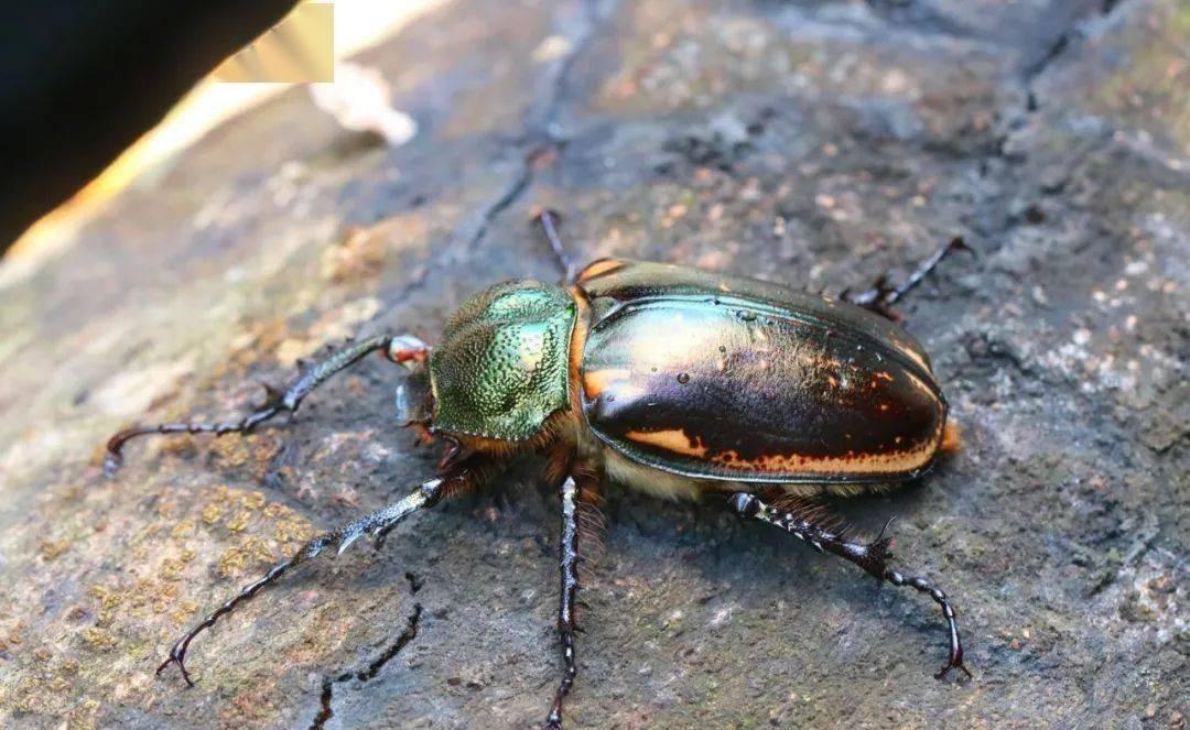 2020年，福建工人吴燕军在公园捡到1只奇怪的甲虫，结果2天后有人出价31万他都