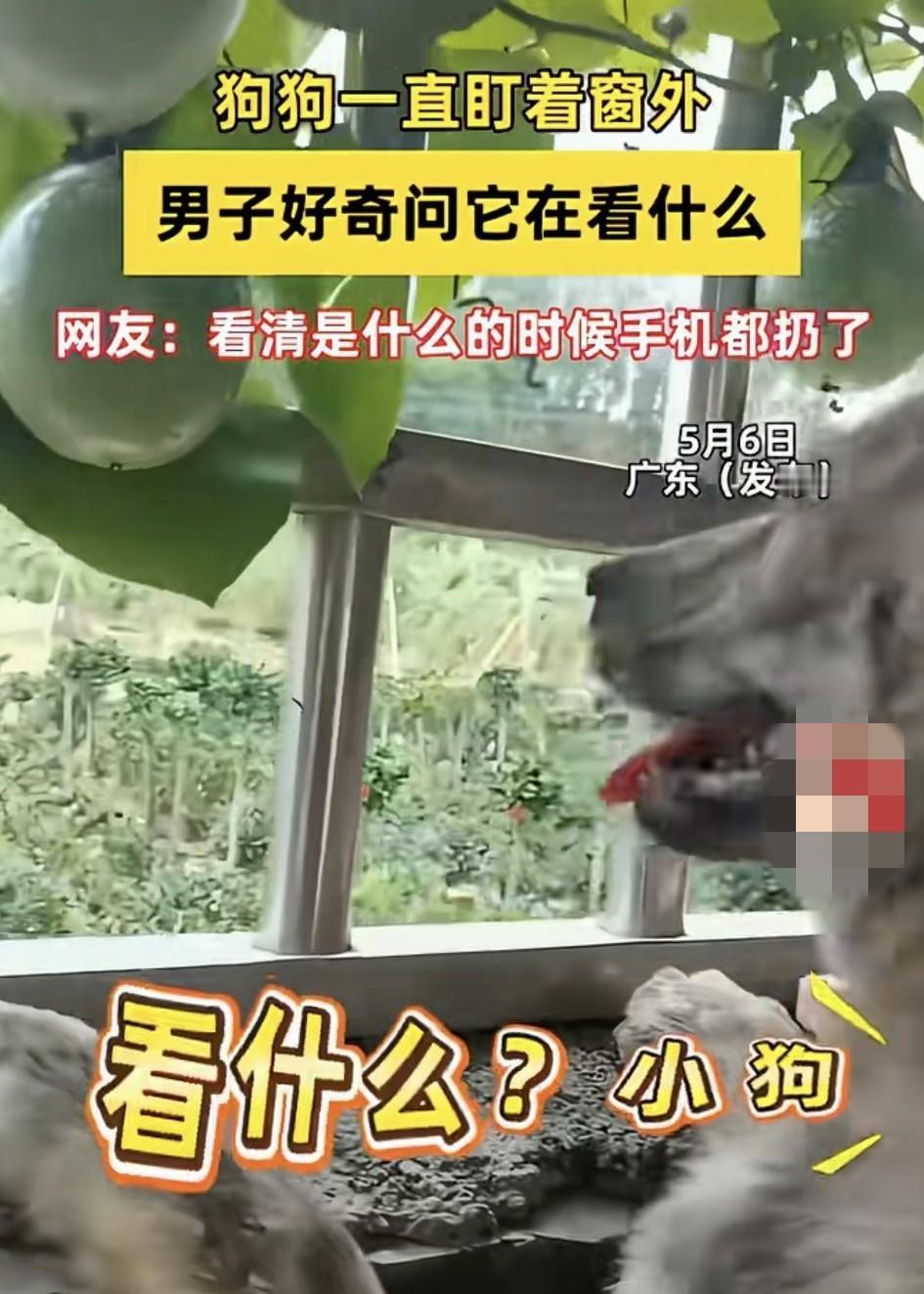 广东，一男子看见自家狗子一直盯着窗外看，男子也很好奇，于是便凑过去想看看狗子在看