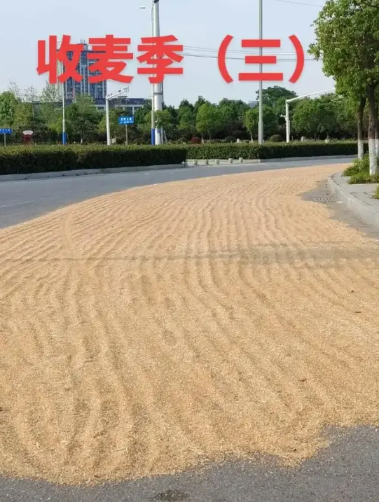 凉晒的麦子竞无主？昨天，俺们村一位中年妇女骑电动车赶集，在公路上，因躲避车辆