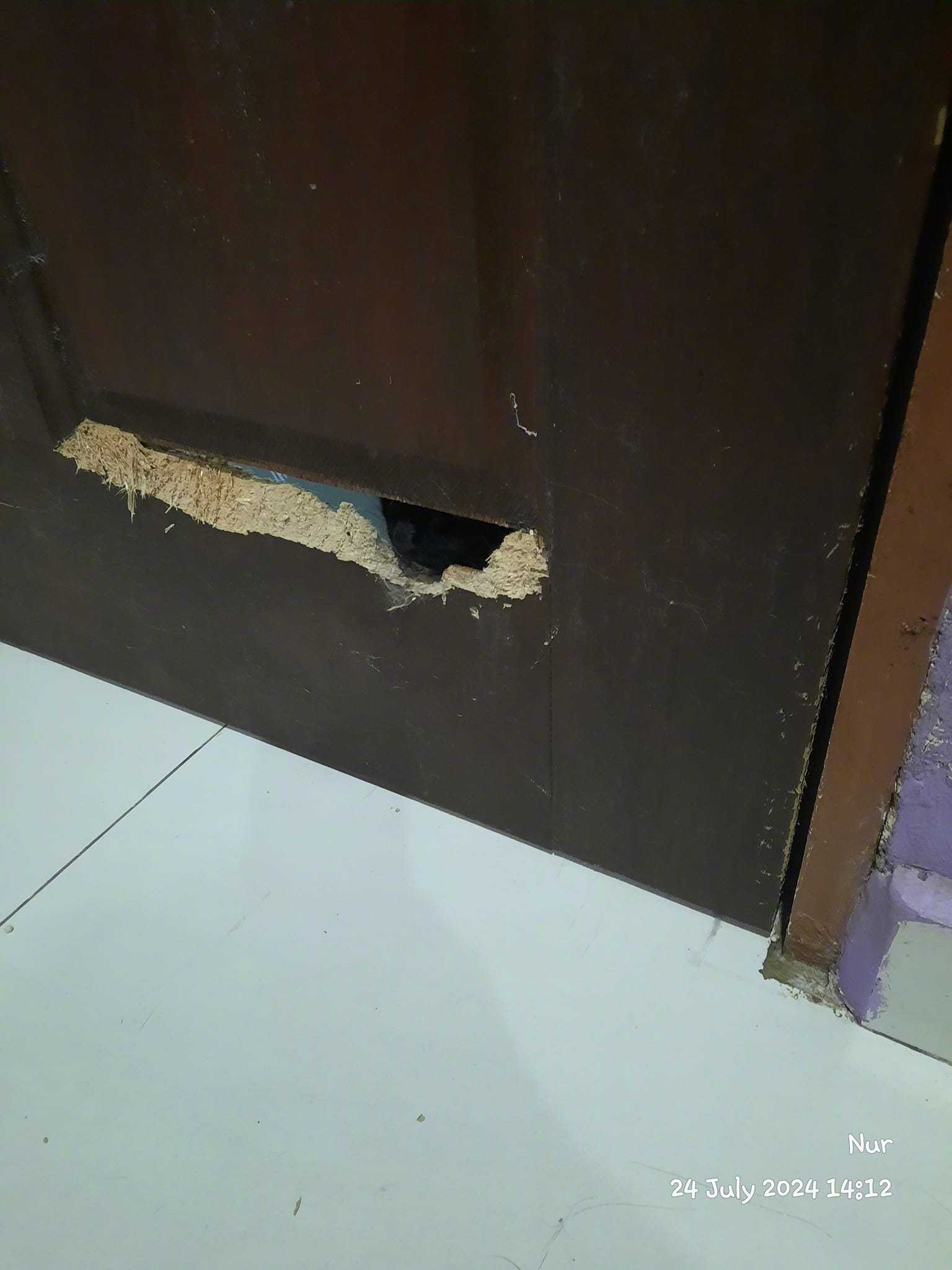 猫的破坏力太强了，门都咬成这样！by/FB/PuteriPhg