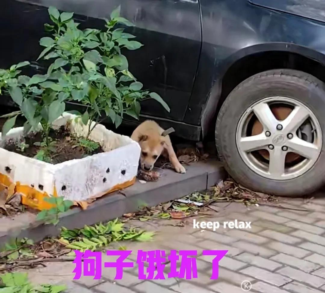 小狗胆子有点小，被主人抛弃了，就在小区楼下的路边停车场。据扫地的阿姨讲述，小狗已