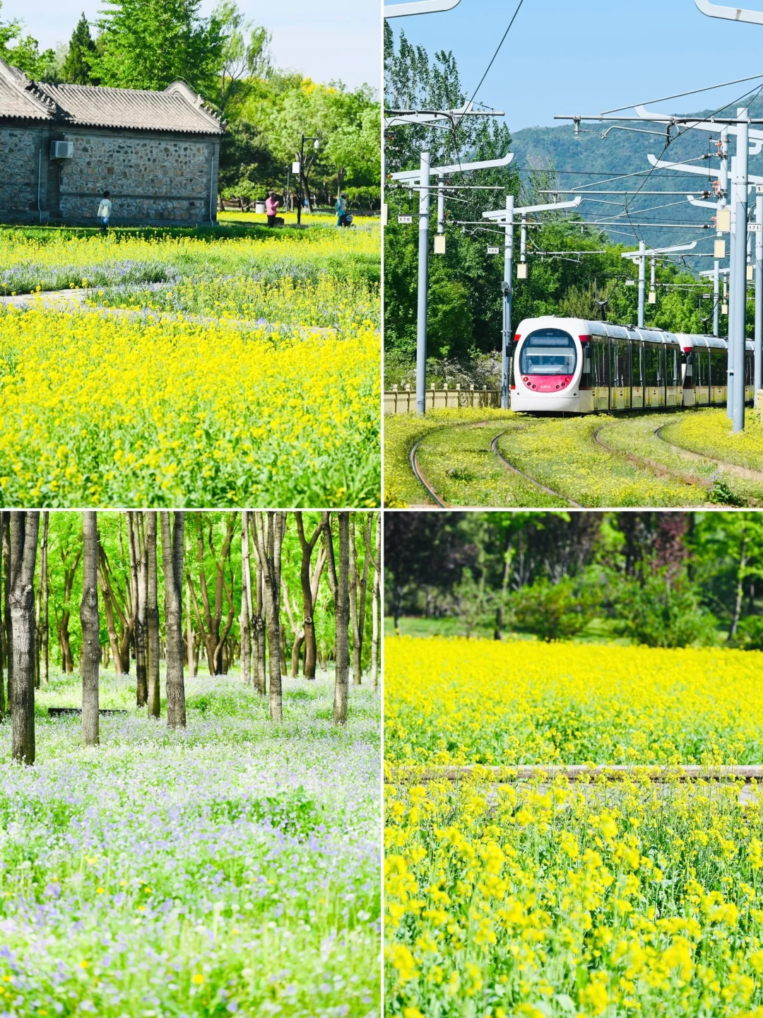 🚇西郊线含花量爆发🌼人少花多五一好去处❗