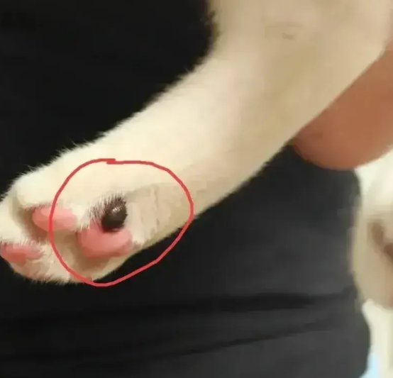 广西，一名女子给猫咪顺毛的时候，突然发现猫咪粉嘟嘟的小肉垫上，长了一个黑黢黢的小