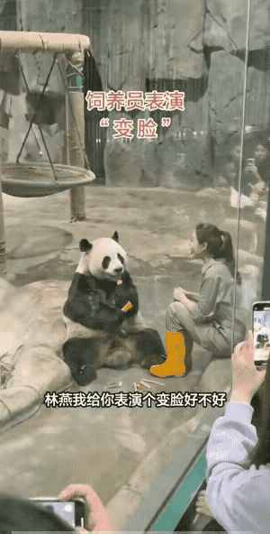 雌性国宝遇活宝饲养员，萌翻全场！国宝和活宝。国宝大熊猫在吃笋笋，饲养员在旁边