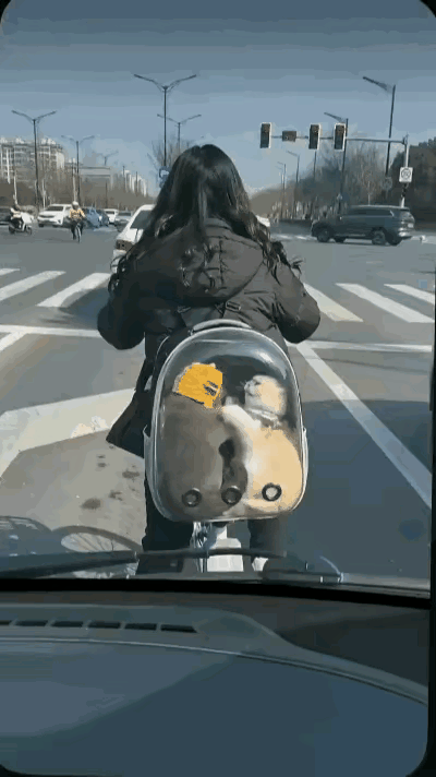 笑到肚子疼！俩猫咪路口内讧，司机一按喇叭，下秒直接看傻！真的要被这两只猫咪