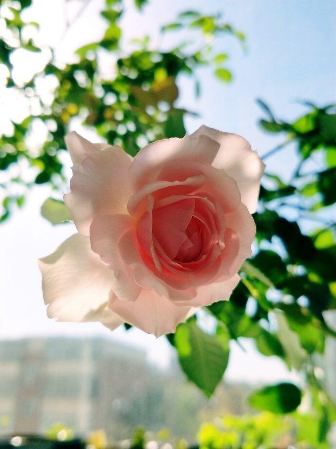 好好爱自己，你会越来越好请认真对自己说一句：我会越来越好，一顺百顺，顺顺利