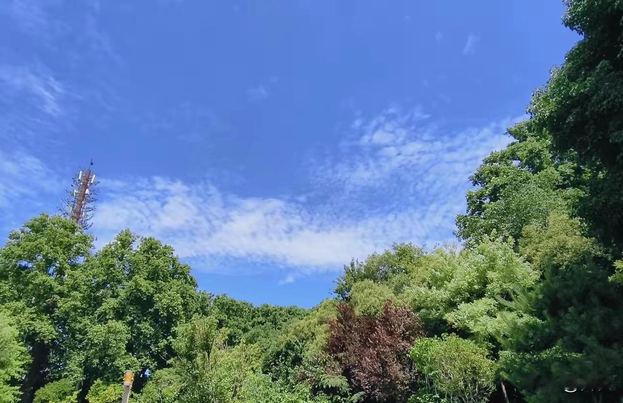 真的被小区加装电梯的事烦死了我今年41岁，住6楼，我们这栋楼要加装电梯，一楼二