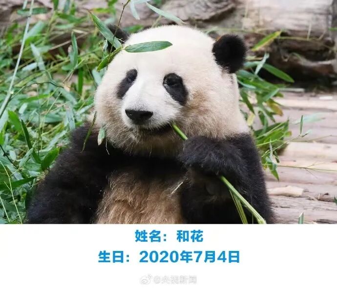四川省中国青年旅行社凌晨发布致歉声明