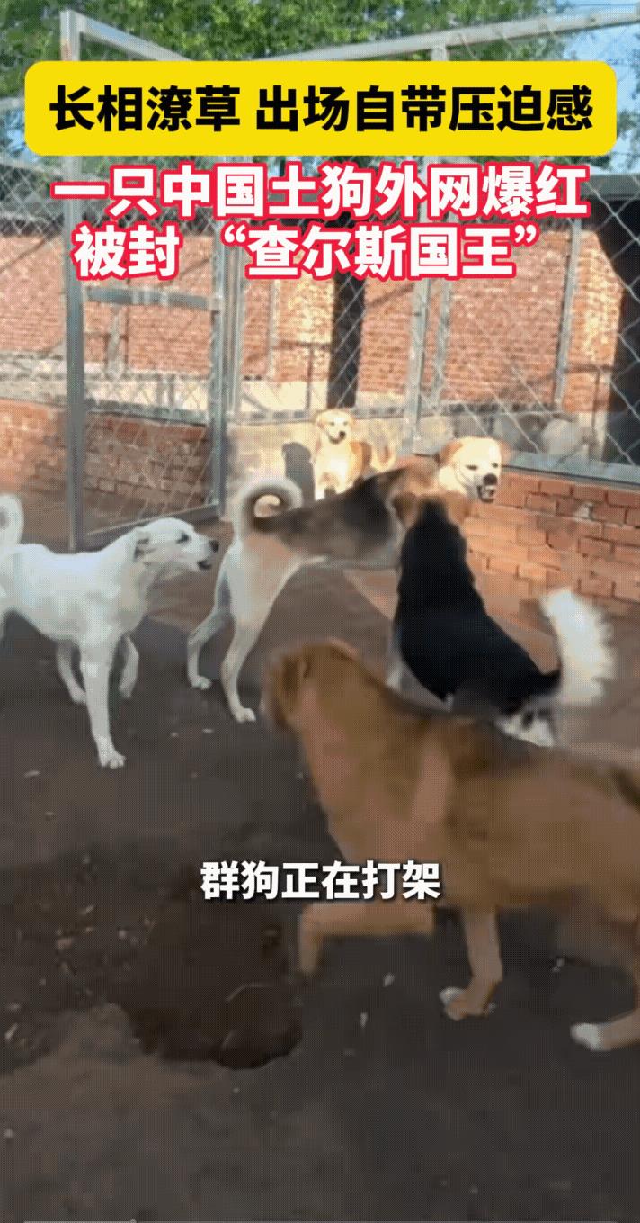 做狗怕下司，做人怕上司。这个下司犬到底掌握了什么生物学密码呀？能够做到不吭声就