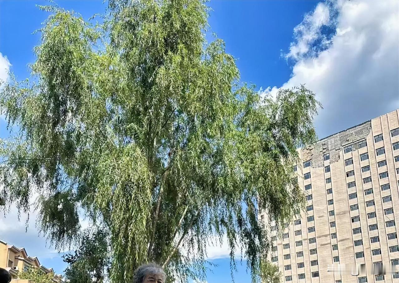 昨天在安达和大姐大姐夫见面，吃顿饭聊了三个多小时，匆匆忙忙赶往哈尔滨。早晨9