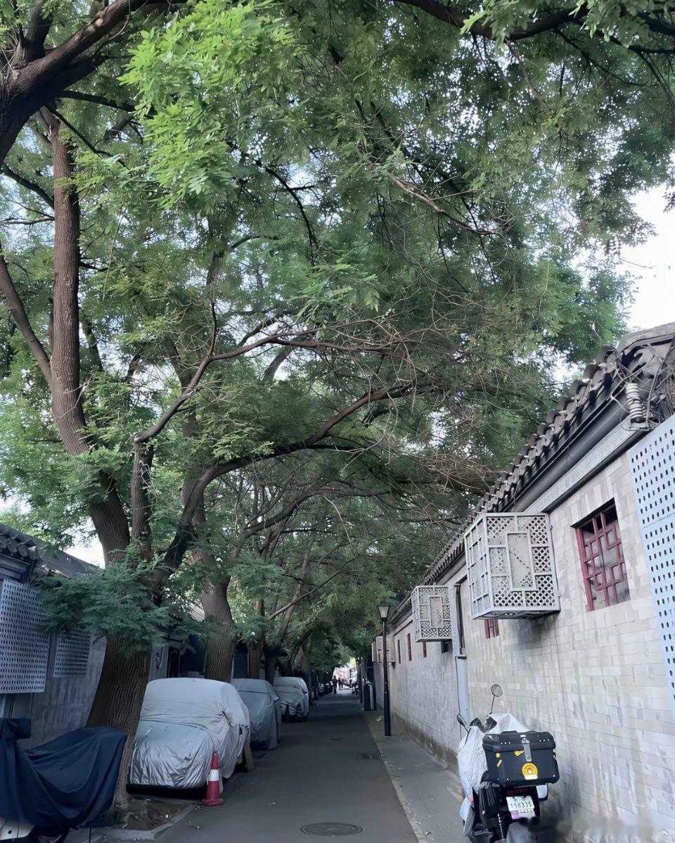 北京胡同里停放的僵尸车，谁也不敢挪动，一动车位就没了。能将就就先放着，只要挪一次