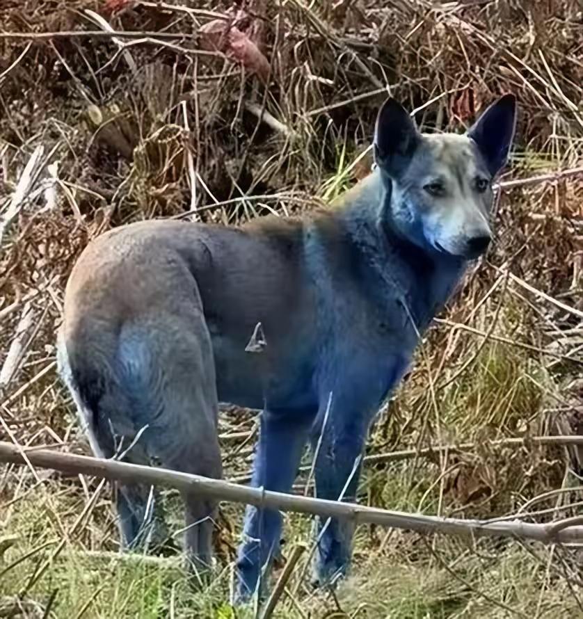 核污染环境内竟然出现了蓝色的狗狗。这可谓是重大发现,该蓝色狗狗是在乌克兰的北部