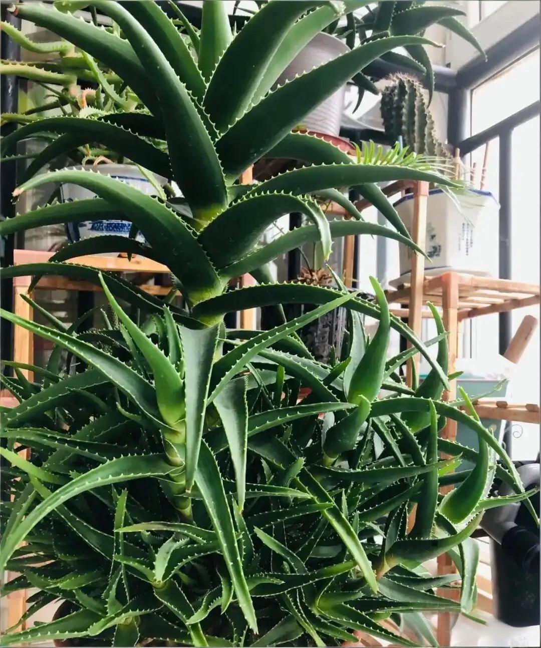 这花养的太好了吧