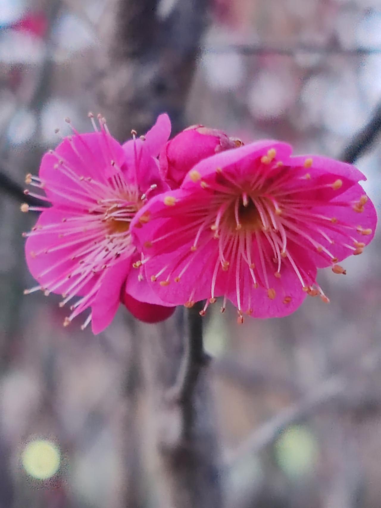 蒸馒头时，一斤面配半斤水。如今，馒头通常二两一个，一斤面大概能蒸七个半馒头。那么