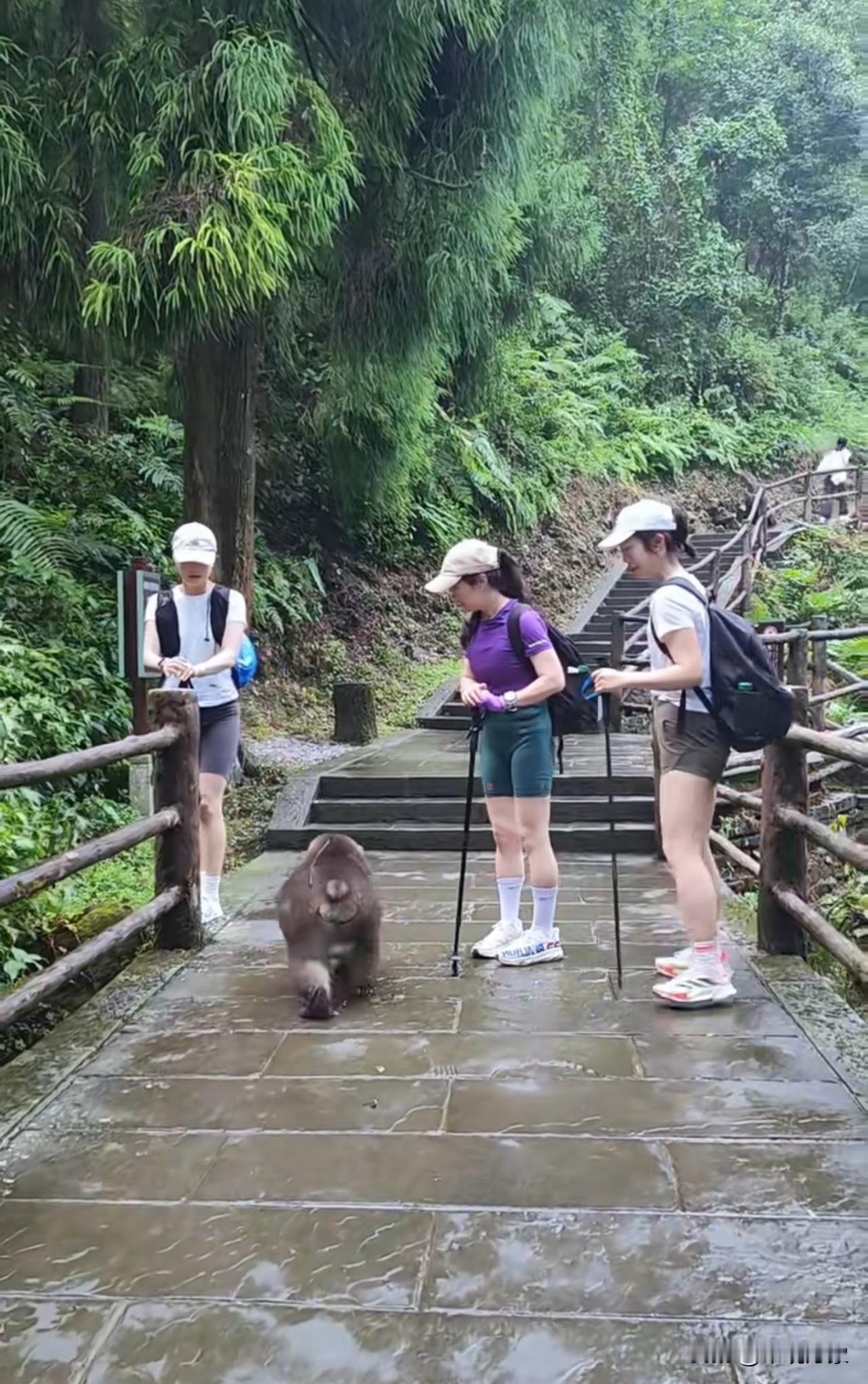 姐妹，被峨眉山的泼猴打劫了