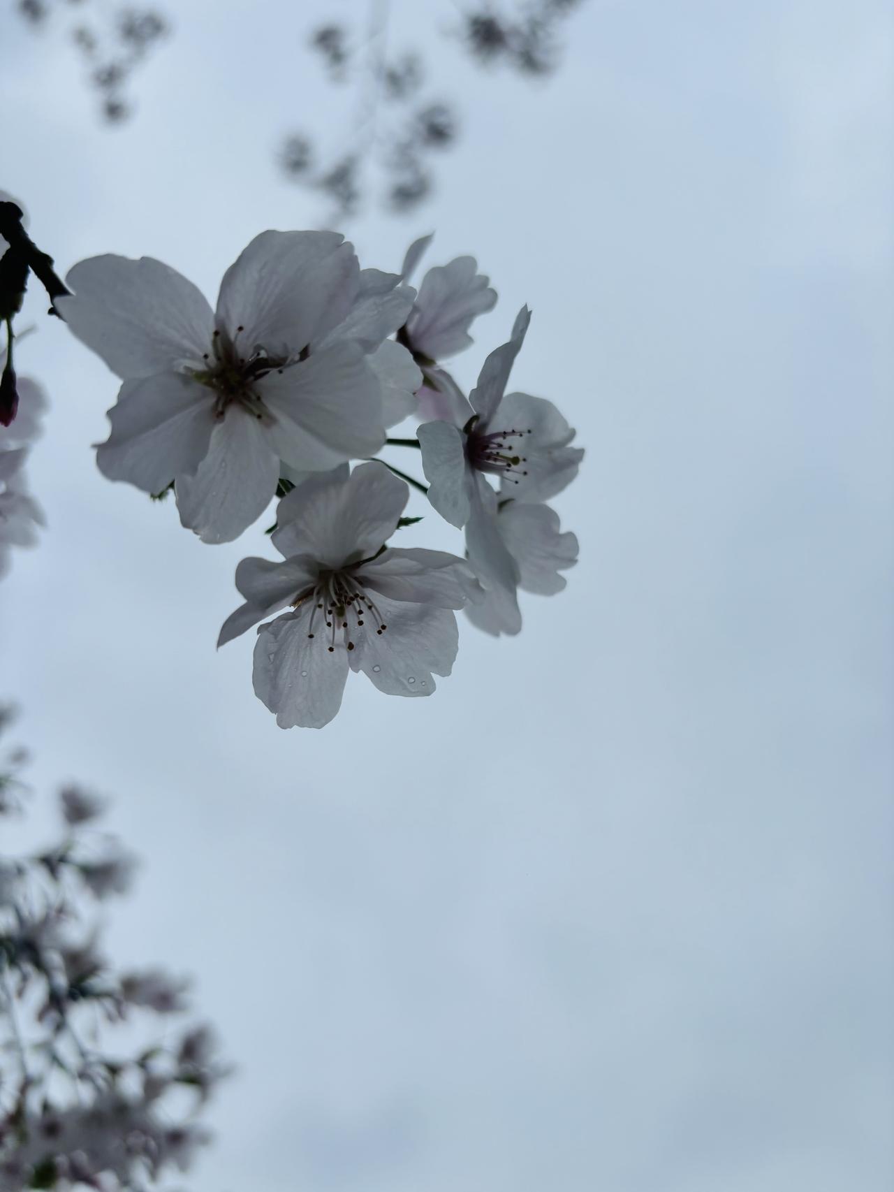 未来的婚姻会怎样？有人说只生孩子不领证的走婚模式，会成为一种趋势。因为大家都