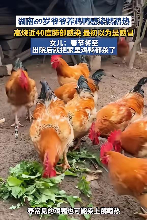 “悲剧还是发生了！”近日，湖南，一老人为了打发时间，在自家小院养了二十几只鸡鸭，