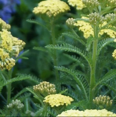 0000蓍草种植一、选地与整地选择向阳干燥、排水通畅的高燥地或缓坡地，土壤以疏松