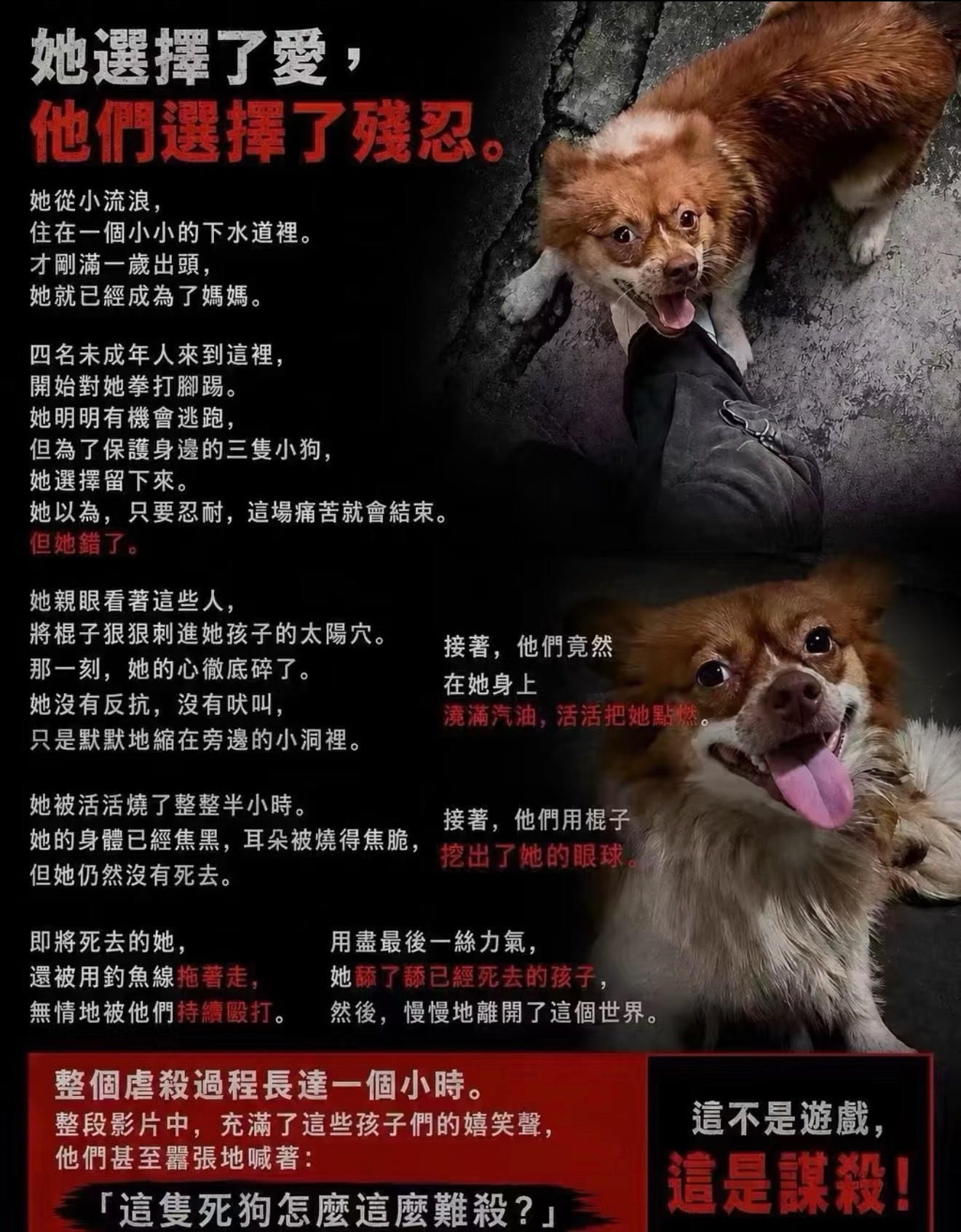 狗怎么死的这四个畜生就怎么死的