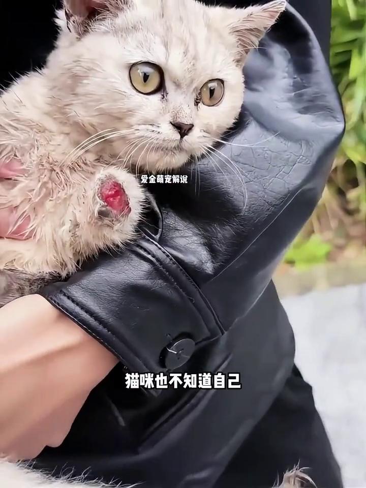 这是让人泪如雨下的一幕，年仅两个多月的猫咪竟被人切断了前爪，被丢弃在河边。猫咪也