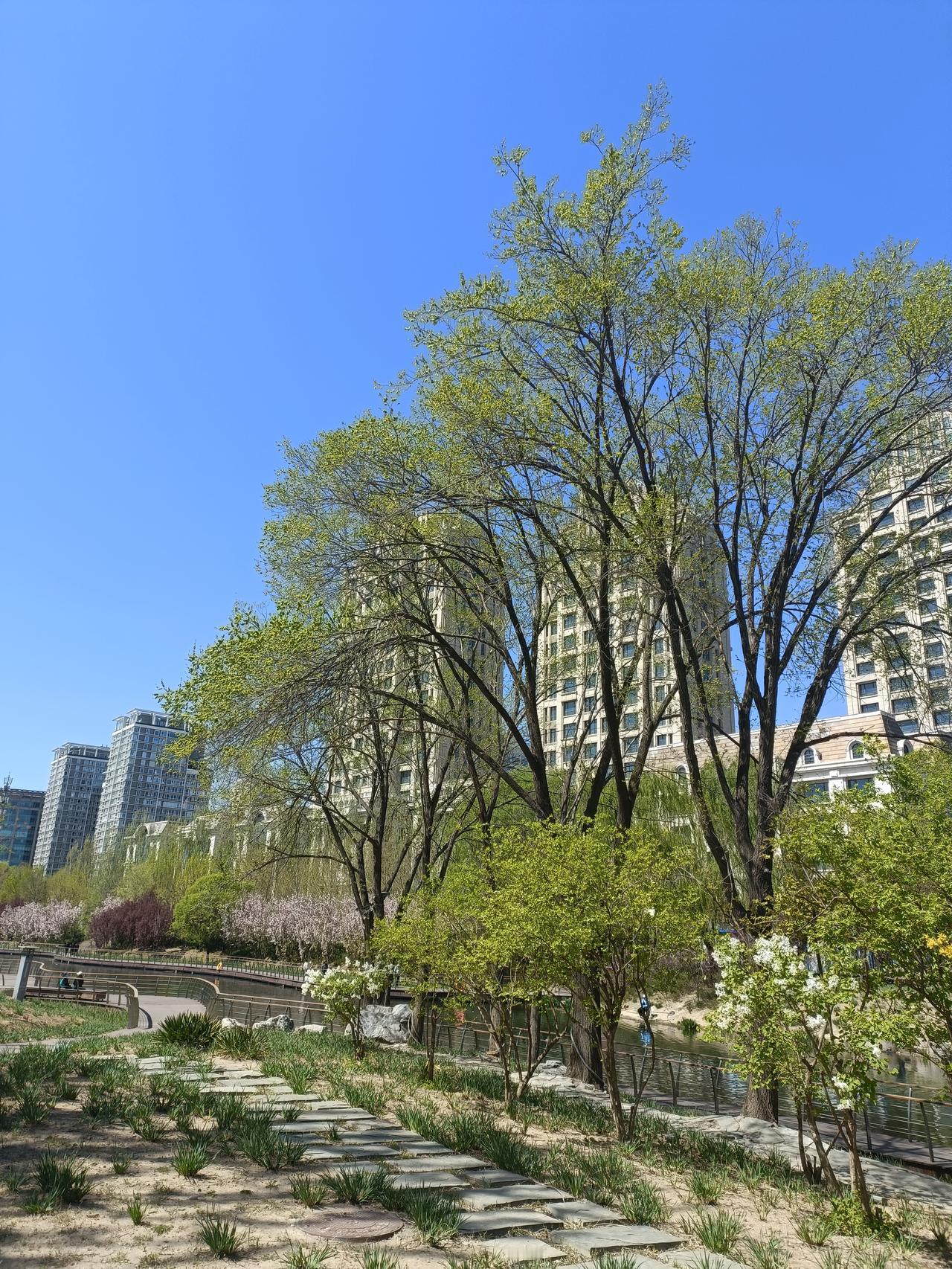 春日生活打卡季春日里，我最爱去河边湖畔，那里有醉人的绿荫。前几天去了家附近的