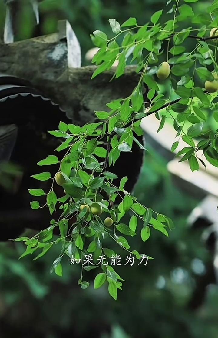 人生没什么不可放。弘一法师。今天分享的是：人生没什么不可放下。生命中许多事情