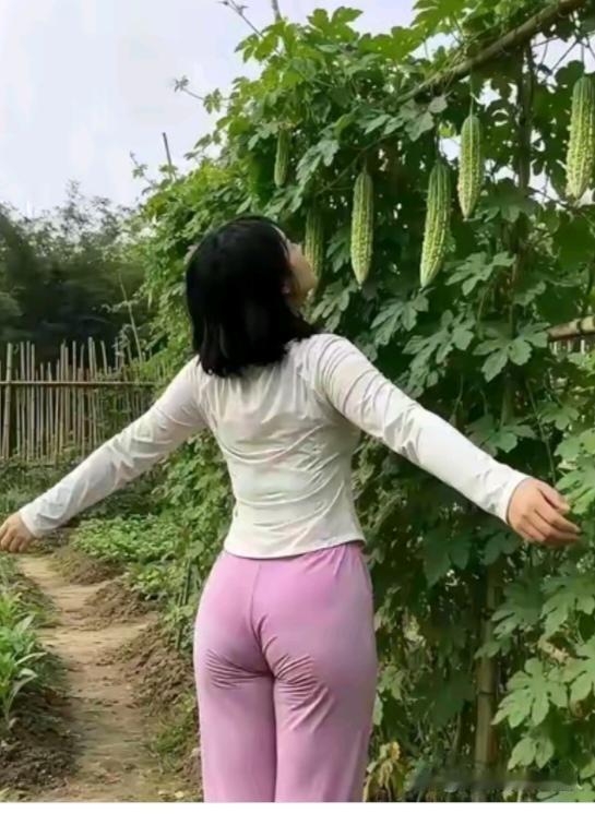 “苦瓜”真给力农村菜园的一角；高架苦瓜藤上挂；父母亲手把它种；如今果实已