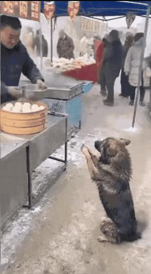 一只母狗在包子铺门口安静地作揖。身后草堆里，是几只饿得抬不起头的小狗。老板端